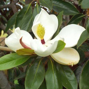 MAGNOLIA ~ 8" X 10" photo